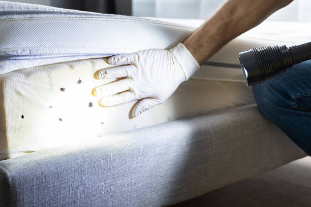 Best Local Pest Control Services  in Eagle, ID