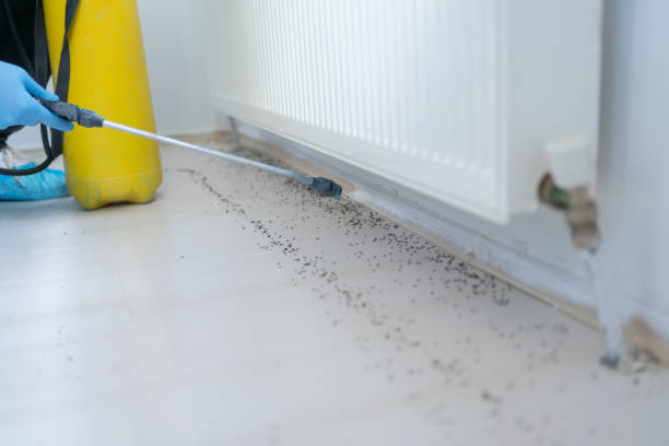 Best Wasp Removal Services  in Eagle, ID