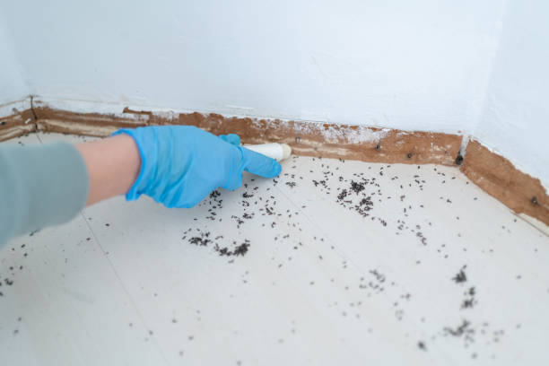 Best Best Pest Control Companies  in Eagle, ID